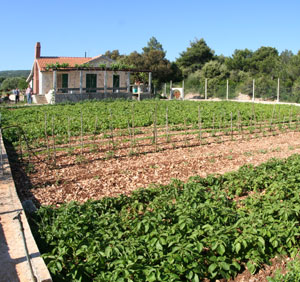 photo1